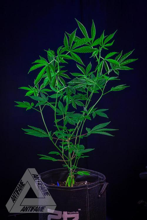 ZAMNESIA - Sticky Broccoli - EGC 2026 B. Week 9
