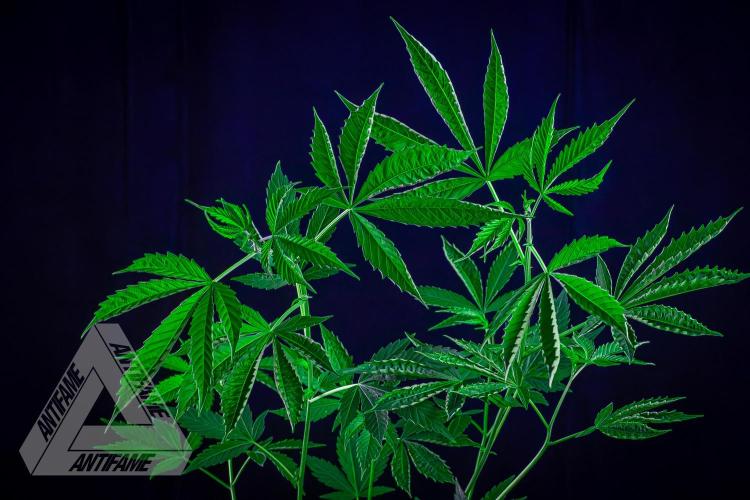 ZAMNESIA - Sticky Broccoli - EGC 2026 B. Week 9