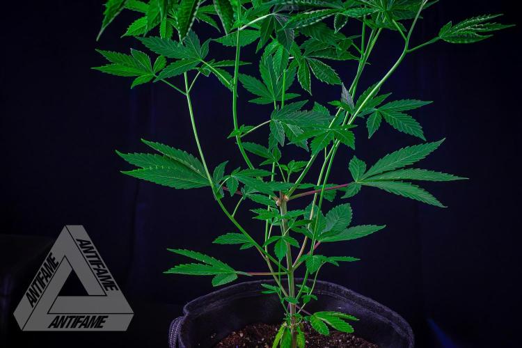 ZAMNESIA - Sticky Broccoli - EGC 2026 B. Week 9
