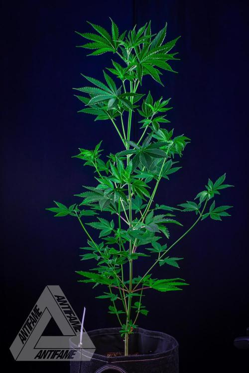 ZAMNESIA - Sticky Broccoli - EGC 2026 W. Week 9