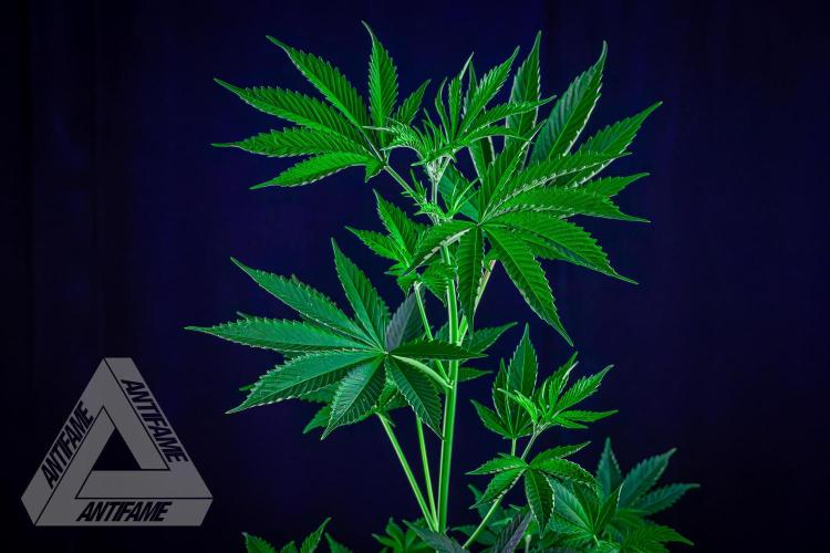 ZAMNESIA - Sticky Broccoli - EGC 2026 W. Week 9