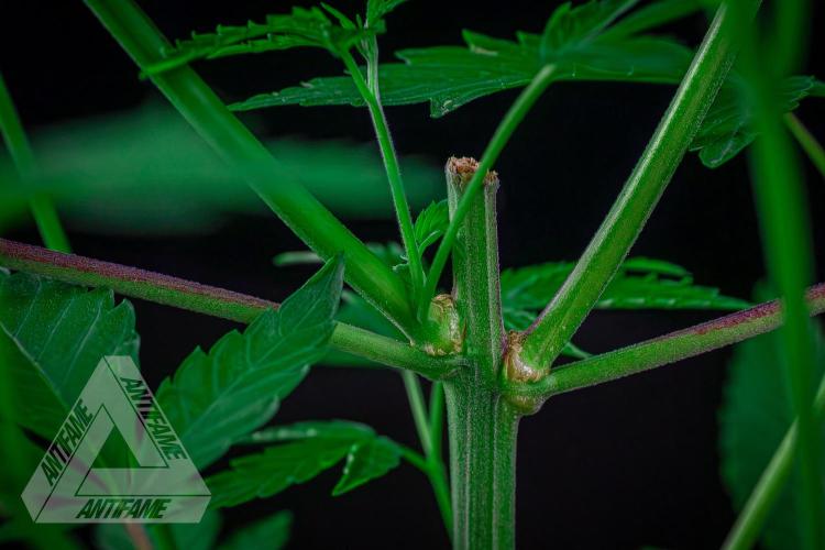 ZAMNESIA - Sticky Broccoli - EGC 2026 B. Week 9