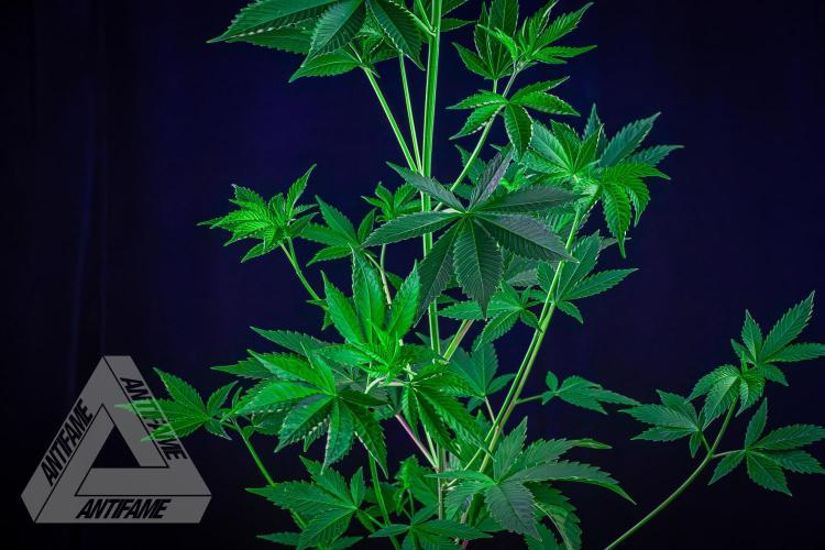 ZAMNESIA - Sticky Broccoli - EGC 2026 W. Week 9