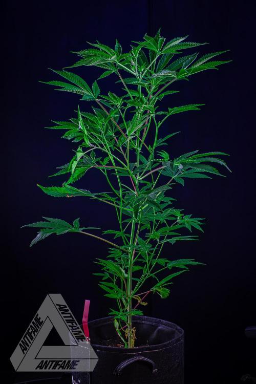ZAMNESIA - Sticky Broccoli - EGC 2026 R. Week 9