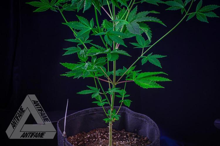 ZAMNESIA - Sticky Broccoli - EGC 2026 W. Week 9