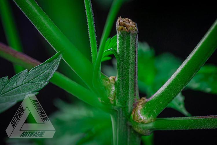 ZAMNESIA - Sticky Broccoli - EGC 2026 B. Week 9