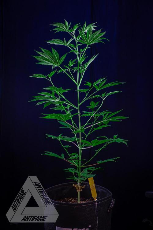 ZAMNESIA - Sticky Broccoli - EGC 2026 Y. Week 9