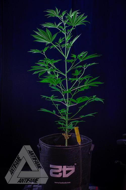 ZAMNESIA - Sticky Broccoli - EGC 2026 Y. Week 9