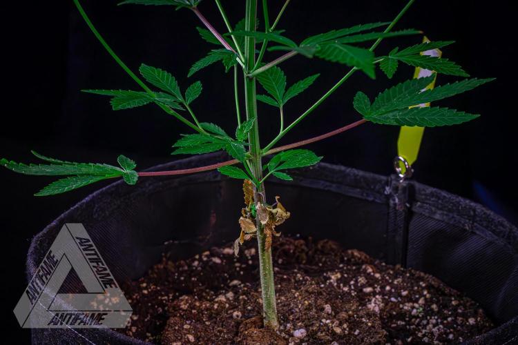 ZAMNESIA - Sticky Broccoli - EGC 2026 Y. Week 9