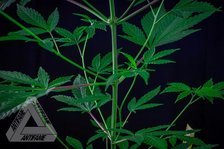 ZAMNESIA - Sticky Broccoli - EGC 2026 Y. Week 9