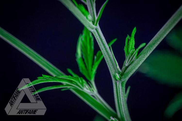 ZAMNESIA - Sticky Broccoli - EGC 2026 Y. Week 9