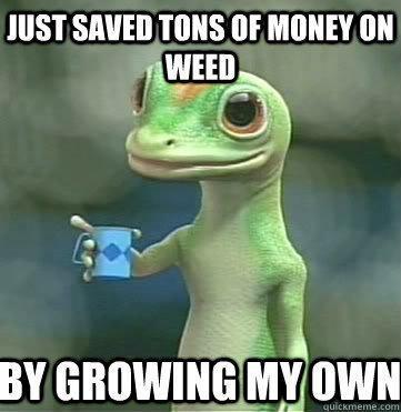 dank memes. Week 13