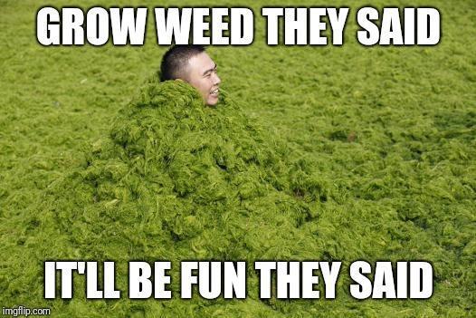 dank memes. Week 14