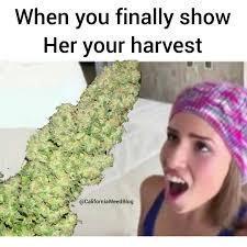 dank memes. Week 14