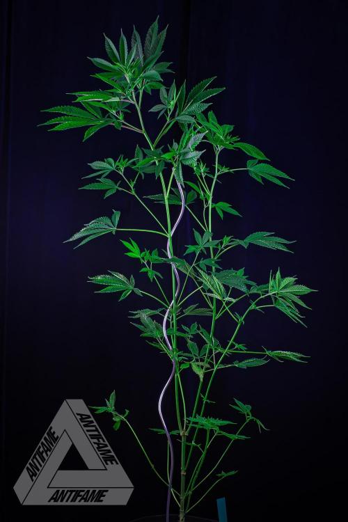 ZAMNESIA - Sticky Broccoli - EGC 2026 T. Week 10