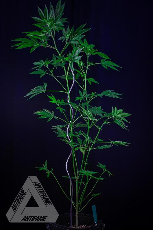 ZAMNESIA - Sticky Broccoli - EGC 2026 T. Week 10
