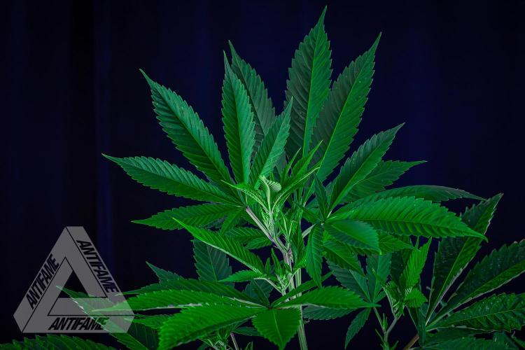 ZAMNESIA - Sticky Broccoli - EGC 2026 T. Week 10