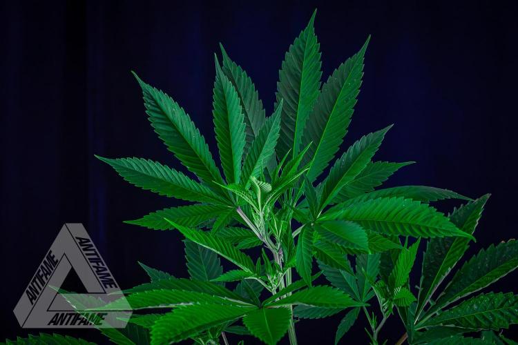 ZAMNESIA - Sticky Broccoli - EGC 2026 T. Week 10