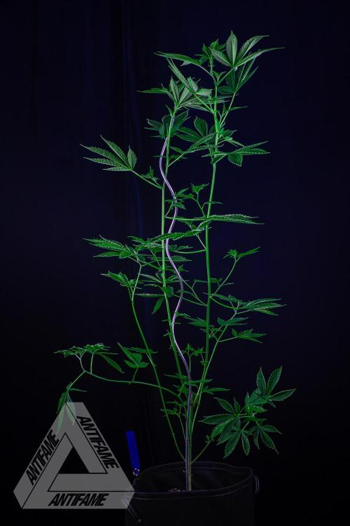 ZAMNESIA - Sticky Broccoli - EGC 2026 B. Week 10