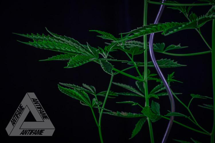 ZAMNESIA - Sticky Broccoli - EGC 2026 B. Week 10