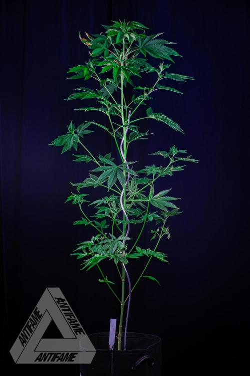 ZAMNESIA - Sticky Broccoli - EGC 2026 W. Week 10