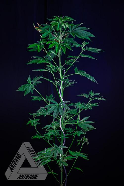 ZAMNESIA - Sticky Broccoli - EGC 2026 W. Week 10