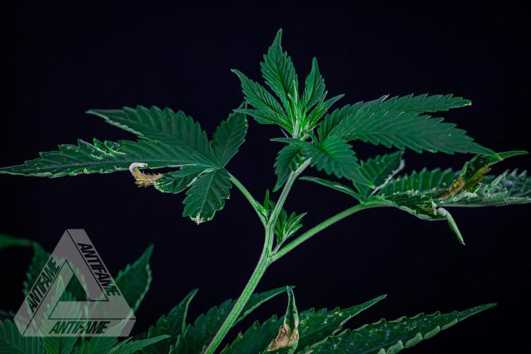 ZAMNESIA - Sticky Broccoli - EGC 2026 W. Week 10