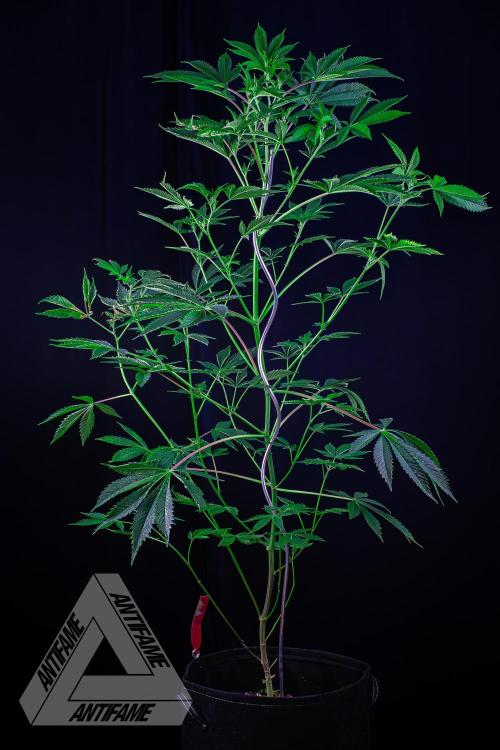 ZAMNESIA - Sticky Broccoli - EGC 2026 R. Week 10
