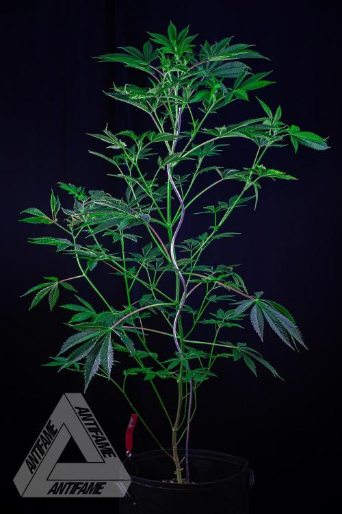 ZAMNESIA - Sticky Broccoli - EGC 2026 R. Week 10