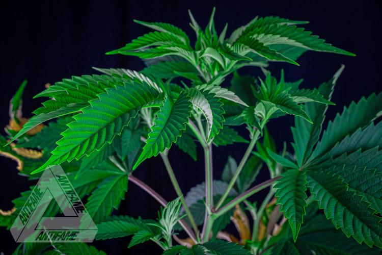 ZAMNESIA - Sticky Broccoli - EGC 2026 W. Week 10