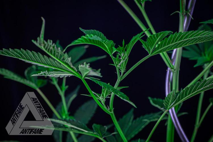 ZAMNESIA - Sticky Broccoli - EGC 2026 R. Week 10