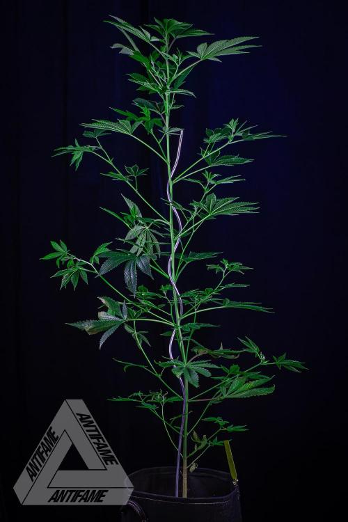 ZAMNESIA - Sticky Broccoli - EGC 2026 Y. Week 10
