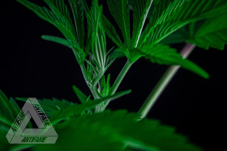 ZAMNESIA - Sticky Broccoli - EGC 2026 B. Week 10