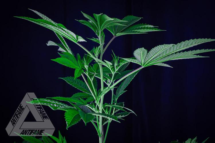 ZAMNESIA - Sticky Broccoli - EGC 2026 Y. Week 10