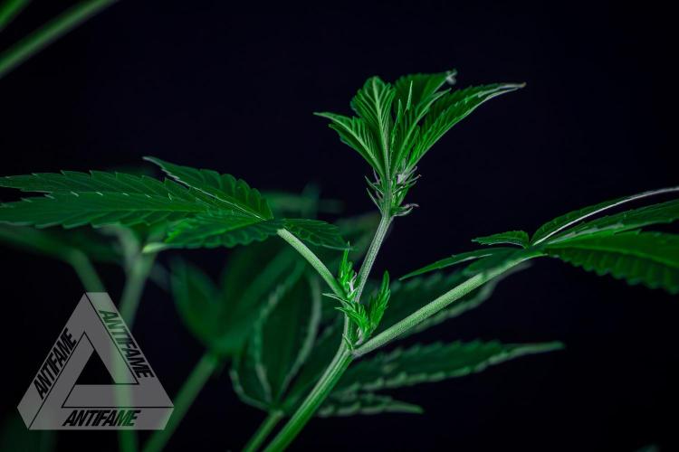 ZAMNESIA - Sticky Broccoli - EGC 2026 Y. Week 10