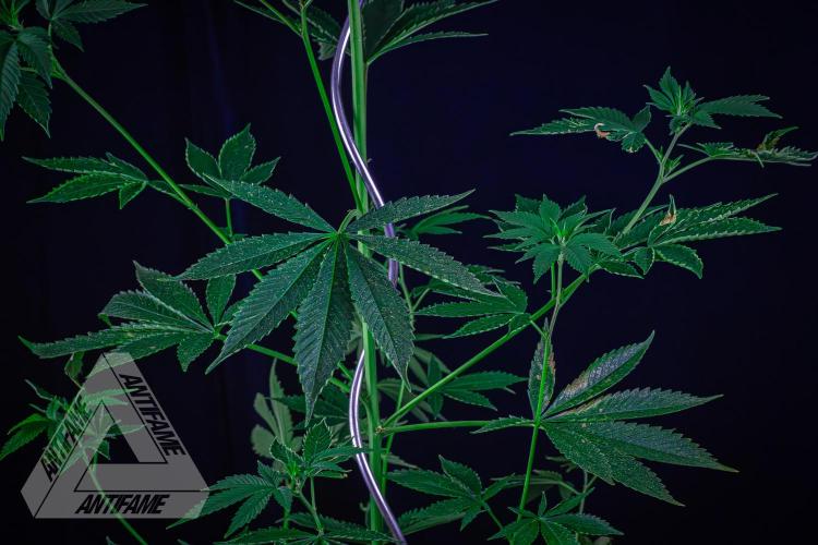 ZAMNESIA - Sticky Broccoli - EGC 2026 W. Week 10