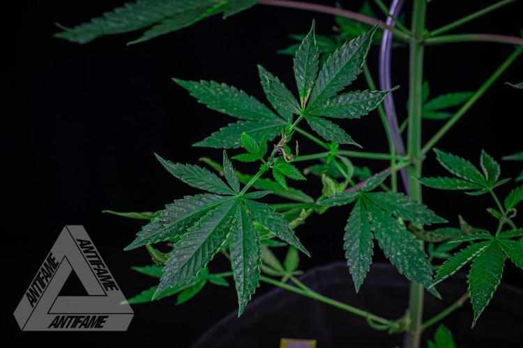 ZAMNESIA - Sticky Broccoli - EGC 2026 Y. Week 10