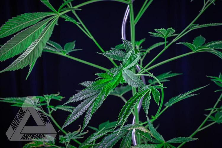 ZAMNESIA - Sticky Broccoli - EGC 2026 Y. Week 10