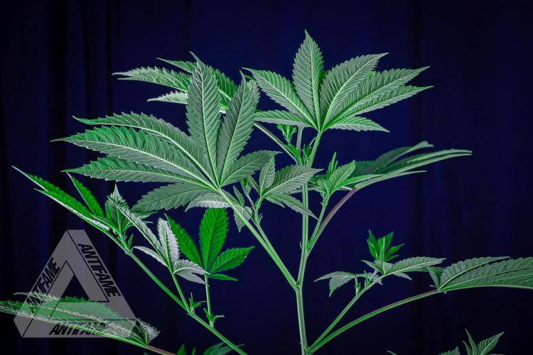 ZAMNESIA - Sticky Broccoli - EGC 2026 Y. Week 10