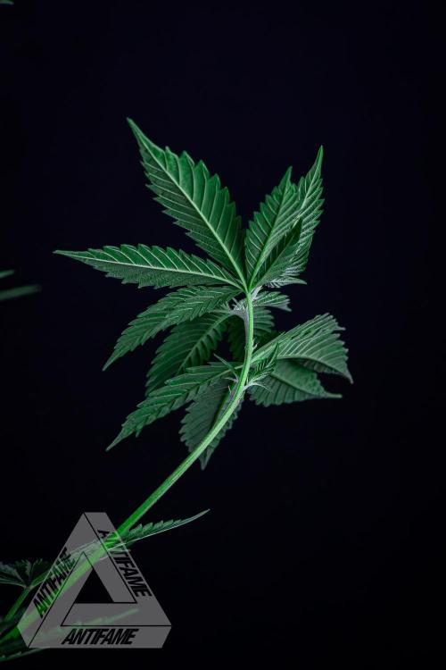 ZAMNESIA - Sticky Broccoli - EGC 2026 W. Week 10