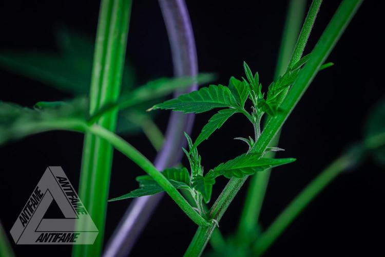 ZAMNESIA - Sticky Broccoli - EGC 2026 R. Week 10
