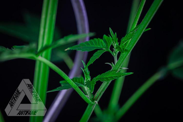 ZAMNESIA - Sticky Broccoli - EGC 2026 R. Week 10