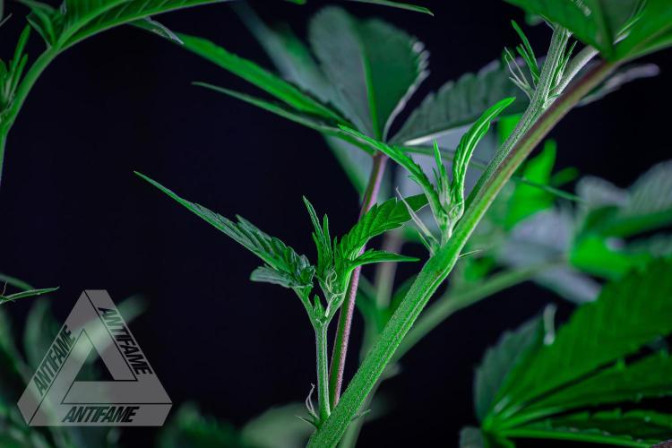 ZAMNESIA - Sticky Broccoli - EGC 2026 R. Week 10