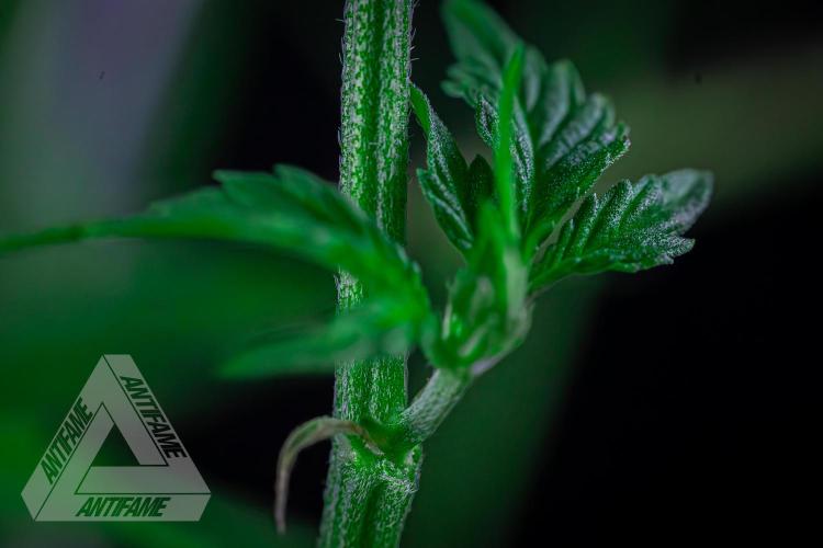 ZAMNESIA - Sticky Broccoli - EGC 2026 R. Week 10