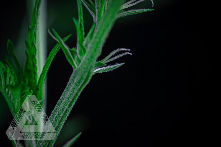 ZAMNESIA - Sticky Broccoli - EGC 2026 R. Week 10