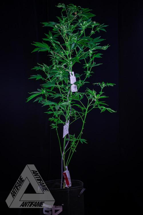 ZAMNESIA - Sticky Broccoli - EGC 2026 R. Week 11