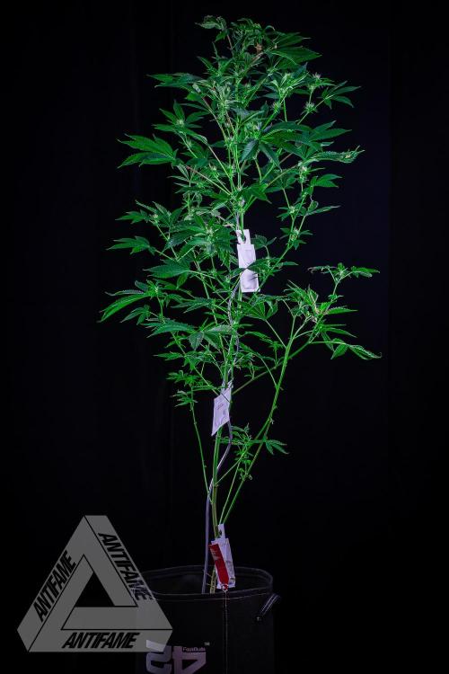 ZAMNESIA - Sticky Broccoli - EGC 2026 R. Week 11
