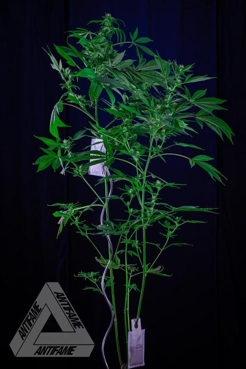 ZAMNESIA - Sticky Broccoli - EGC 2026 T. Week 11