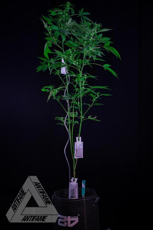 ZAMNESIA - Sticky Broccoli - EGC 2026 T. Week 11