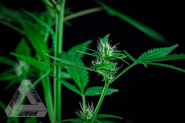 ZAMNESIA - Sticky Broccoli - EGC 2026 T. Week 11